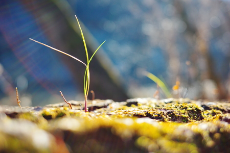 A sprout growing from mossy bark.