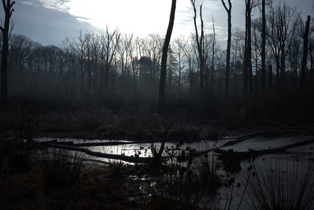 A silhouetted marsh against a hazy winter dawn.