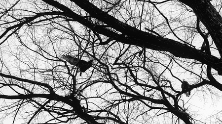 A bald eagle perched in a tree and another just taking flight.