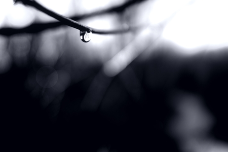 A water droplet on a branch.