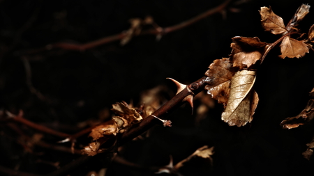 A thorny branch amongst the darkness.
