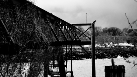 A cormorant on too of a rusted walkway.