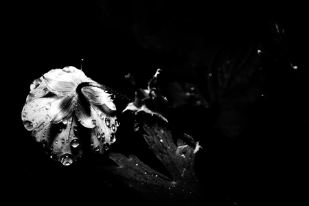 The back of a bloomed flower with raindrops.
