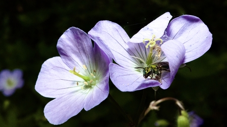 A bee emerging from a flower.