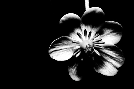 A flower portrayed in black and white.