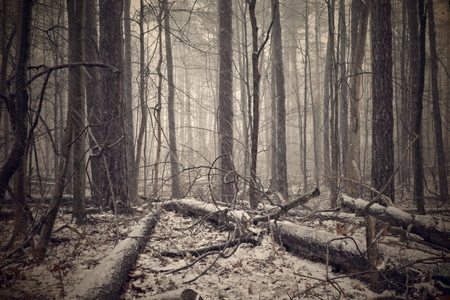 A pine forest with fallen trees in a snow storm.