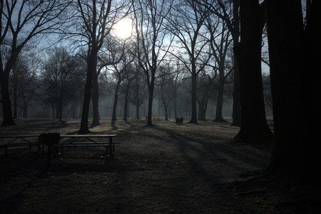 A silhouetted park against a hazy winter dawn.